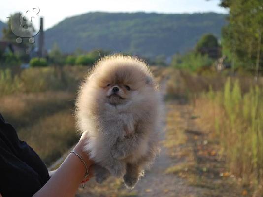 PoulaTo: Pomeranian κουτάβια
